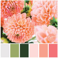 Peach Flowers Color Palette Peach Color Palettes Peach Paint Colors Peach Flowers