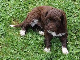 Unsere erste lagotto zuchthündin, 1998 scheffelfältets emilia eletta und ihre tochter Lagotto Romagnolo Zucht Canis Nasus Die Kleine Ileisa Aus Dem I Wurf 18 05 2017 Sucht Noch Ein Neues Zuhause Bei Interesse Melden Sie Sich Bitte Uber Unsere Internetseite Http Www Trueffelhunde Com Kontakt Anfahrt Oder Unter Canis Nasus