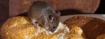 Mäuse sind ungeziefer, welches niemand gern im haus haben möchte. Wie Werde Ich Mause Los Mauseabwehr In Haus Garten Herold At