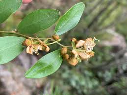 Image result for Capparis fascicularis