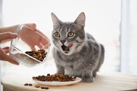 9 lives daily essentials dry cat. 4health Best Cat Food Honest Reviews Animals Comparison