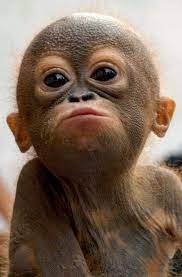 Pin By Marsha Long On Monkeys Cute Baby Animals Cute Baby Monkey Baby Animals