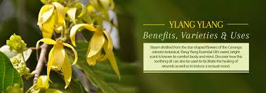 A wide variety of eucalyptus oil baby options are available to you, such as essential oil. Ylang Ylang Oil Benefits Uses In Perfumery And Skin Hair Care