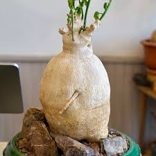 Image result for Pyrenacantha sp. A