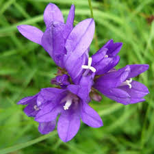 Campanula Glomerata Seeds Clustered Bellflower Passiflora Caerulea Bellflower Plant Campanula