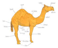 Camels form the genus camelus. Camel Diagram By Mattwebb On Deviantart