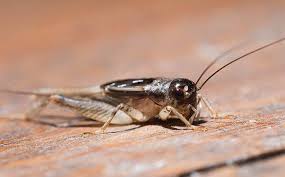 Purchase a few sticky traps (typically meant for rats or mice) and place them around your home wherever you believe there might be crickets. How To Get Rid Of Cricket Noise Outside