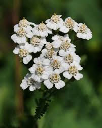Image result for Achillea millefolium