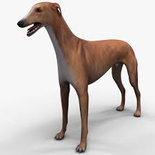 3d Model Of Australian Greyhound Dog Grey Hound Dog Greyhound Dogs