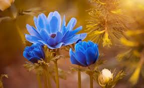 White flowers dream is a sign for the end of a cycle, aging or death. Biblical Meaning Of Flowers In A Dream