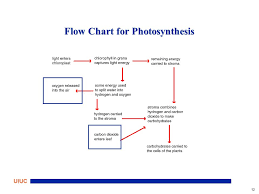 Flowchart Of Photosynthesis Flowchart In Word