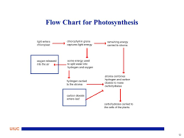 1 Uiuc Atmos 397g Biogeochemical Cycles And Global Change