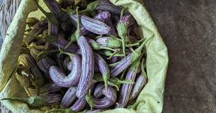 Image result for Solanum macrocarpon