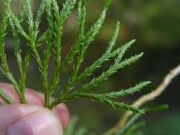 Image result for Trisetopsis milanjianum