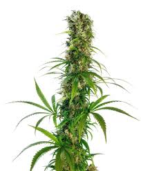 Michka Strain Information Cannaconnection Com 5 out of 5 stars (346) 346 reviews $ 63.34. michka strain information