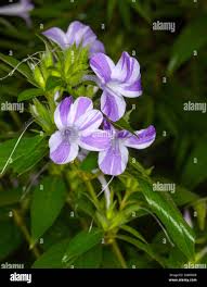Image result for Barleria sp. D (near holubii)