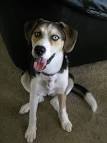 Beaski (Beagle x Siberian Husky Mix) Info, Temperament ...