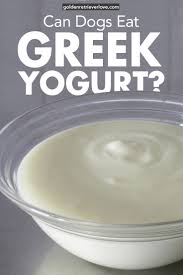 Get immediate access to our course Is Greek Yogurt Safe For Dogs Greek Yogurt For Dogs Eat Greek Greek Yogurt