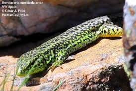 Image result for Elatostema monticola