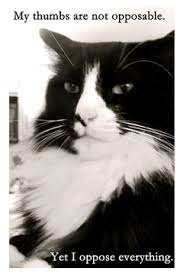 Henri Le Chat Noir Cats Ennui Http Store Henrilechatnoir Com Products Henri Thumbs Poster Henri The Cat Cats French Cats