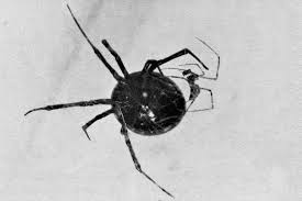 Black widow spiders have eight legs, and a rather chaotic looking web. Myth Black Widows Eat Their Mates Burke Museum