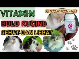 Hal ini tentu aja untuk mengetahui etika pemberian vitamin supaya nggak menimbulkan efek samping yang dapat mengganggu kesehatan kucing. Vitamin Bulu Kucing Cara Melebatkan Bulu Kucing Merawat Bulu Kucing Persia By Inspirasi Pecinta Kucing