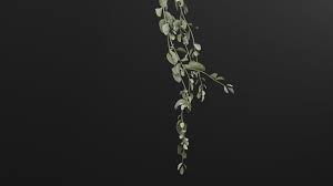 Image result for Cocculus hirsutus