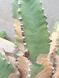 Why is my cactus getting soft? Cactus And Succulents Forum Is This Corking Garden Org