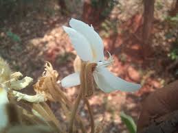 Image result for Baphia bequaertii