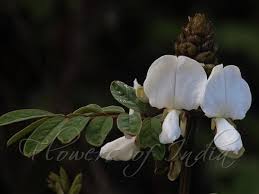 Image result for Tephrosia vogelii