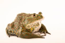 Image result for Toddaliopsis