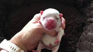 The coat color is dependent on the gene of the father the sable french bulldog has a fawn coat with strings of dark hair. Gorgeous Newborn Cream Fawn French Bulldog Puppies Youtube