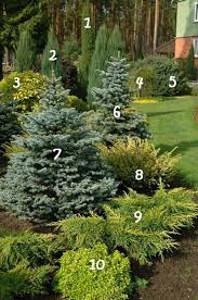 Ornamental Plants Landscape Design Conifers Trees Shrubs Plants Fruit Ornamental Plants Ornamental Plants Evergreen Landscape Conifers Garden Landscape Design