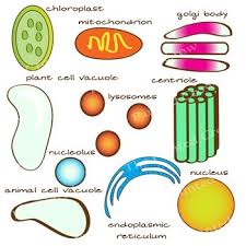Smooth endoplasmic reticulum is found in both animal and plant cells and it serves different functions in each. Animal Cell Plant Cell Clip Art 30 Piece Set Color Blackline Graphics