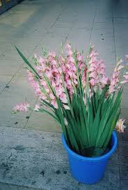 Pretty Beautiful Flowers Planting Flowers Pretty Flowers