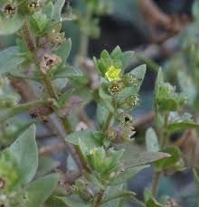 Image result for Vahlia dichotoma