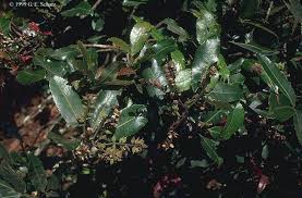 Image result for Cunoniaceae