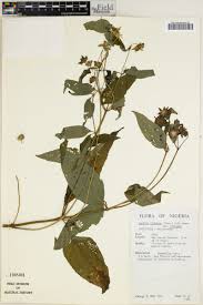 Image result for Aspilia africana