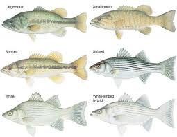 Color Illustrations Of Six Bass Species Fish Fish Gallery