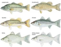 color illustrations of six bass species fish fish gallery