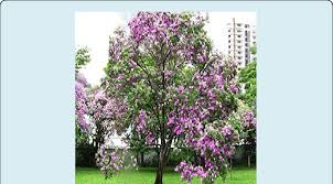 Image result for Bauhinia variegata