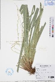 Image result for Carex steudneri