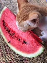 Maybe you would like to learn more about one of these? The Memes Archive On Twitter Cat Eating Watermelon Meme