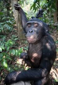 Pin By Tan Pride Safaris On Tan Pride Safaris Pinterest Baby Chimpanzee