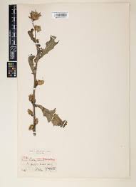 Image result for Balanites pedicellaris