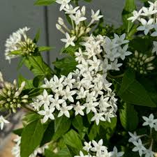 Image result for Pentas herbacea
