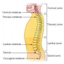 The spine is made of 33 individual bones stacked one on top of the other. Basic Spinal Anatomy Welcome Back Clinic Mri And Pain Management Centre