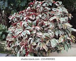 Image result for Excoecaria