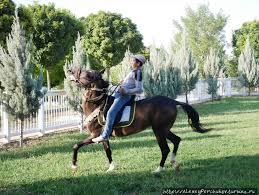 самый большой конь в мире занесенный в книгу гиннеса Turkmenistan Sentyabr 2017g Ashhabad Turkmeniya