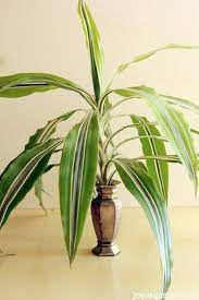 Propagating A Dracaena Is So Easy To Do Plants Dracaena Dracaena Plant